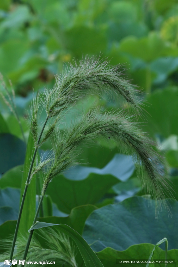 园林花草 