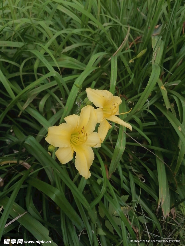 野花
