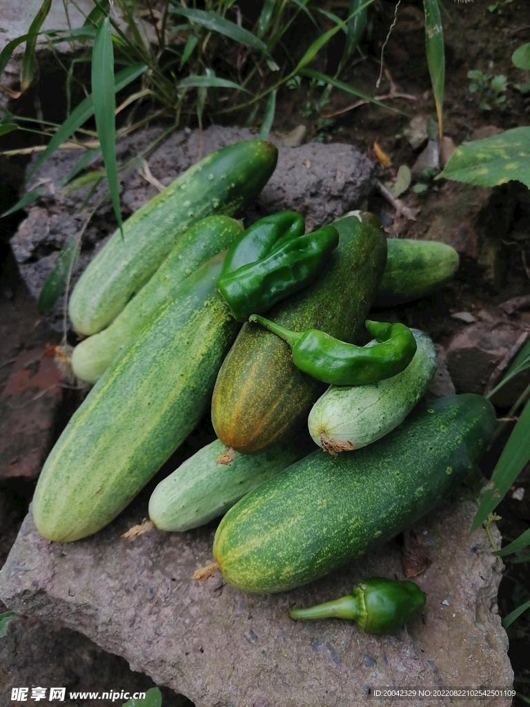 蔬菜 田地
