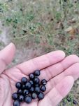悠悠