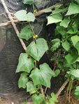 成长黄瓜