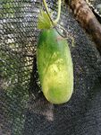 大黄瓜 