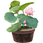 荷花