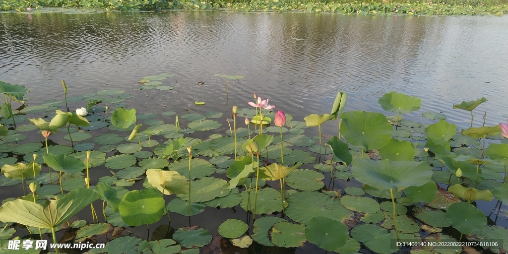 荷塘景色图片