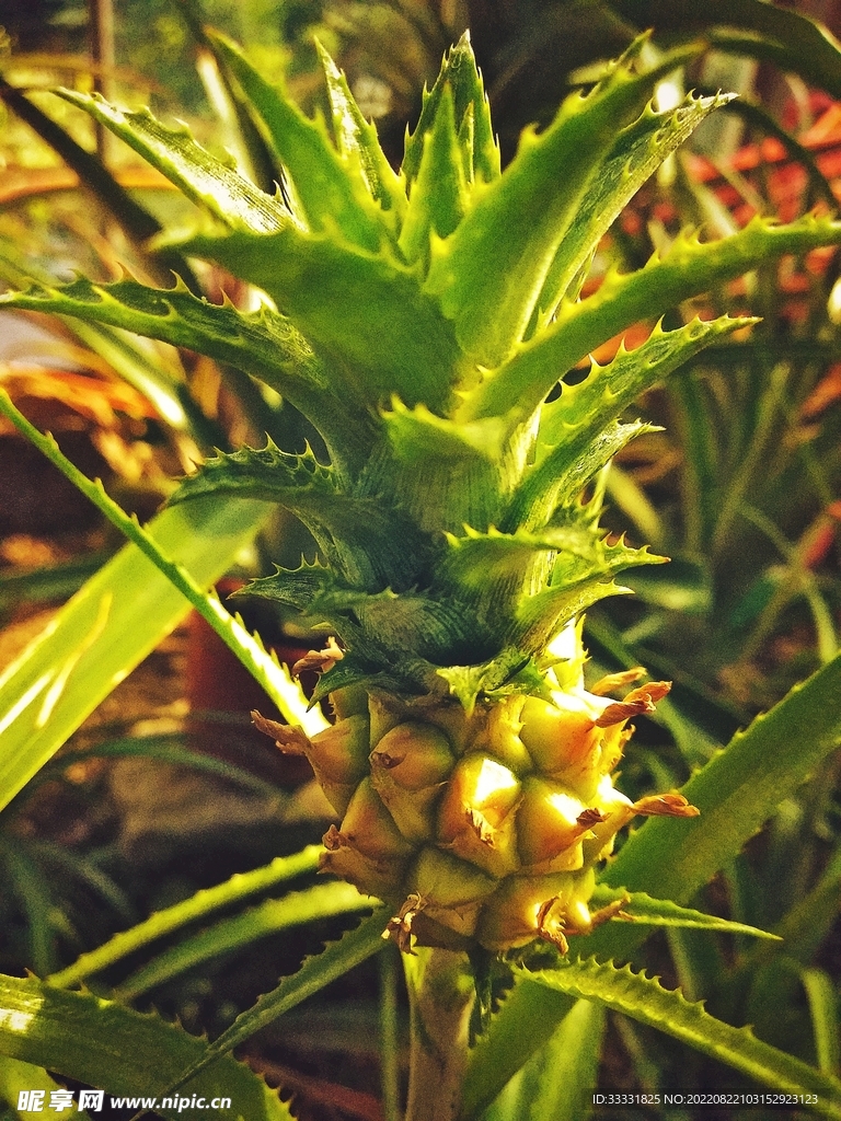 菠萝
