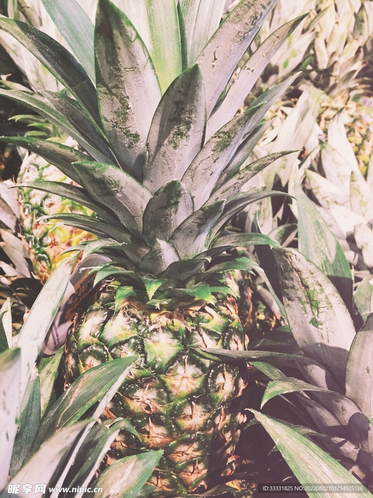 菠萝