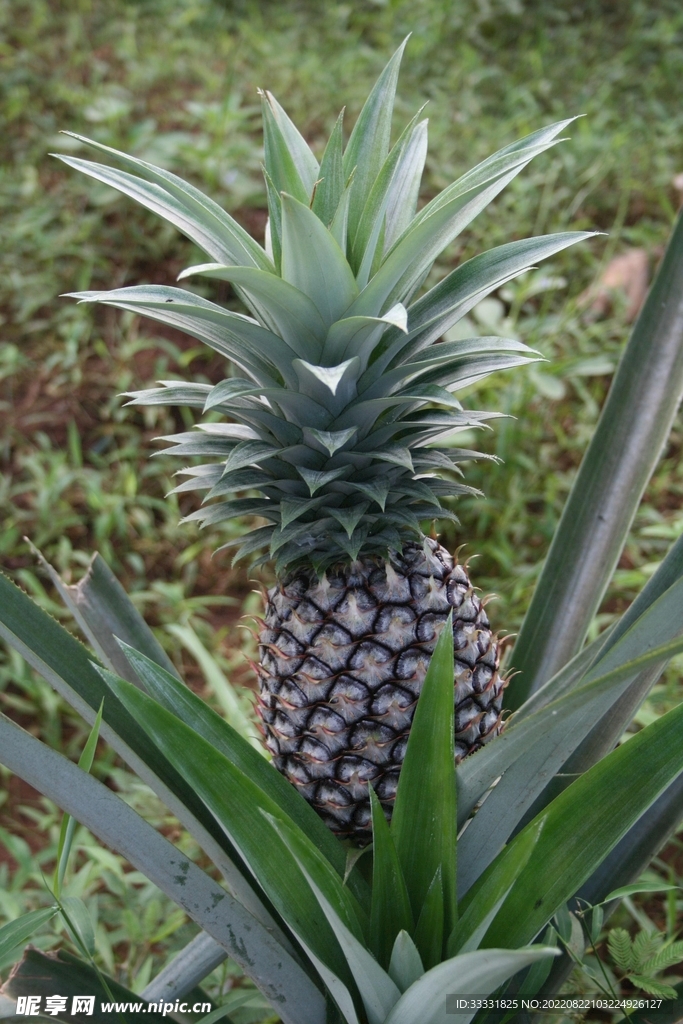 菠萝