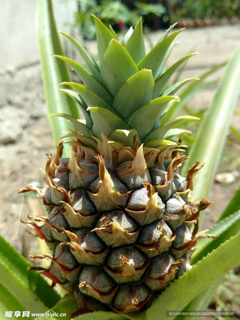 菠萝