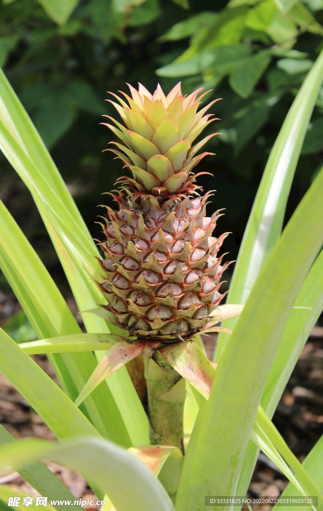 菠萝