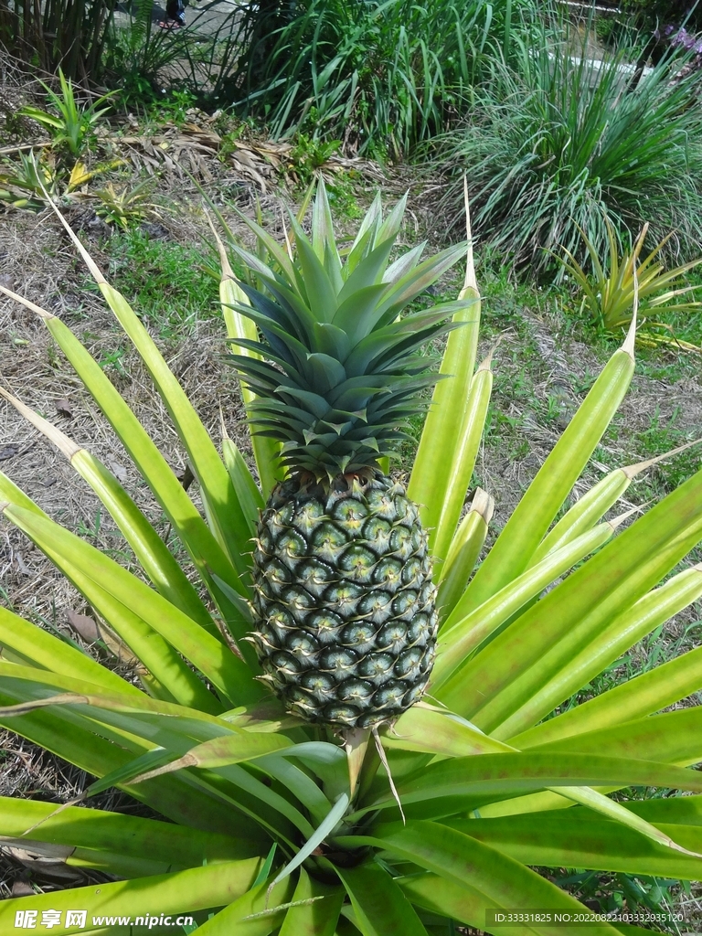 菠萝