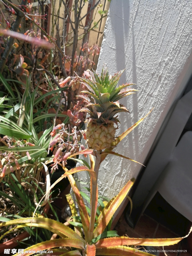 菠萝