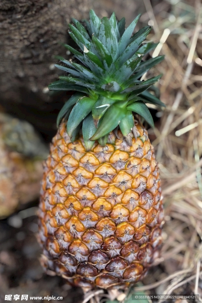 菠萝