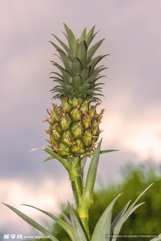 菠萝