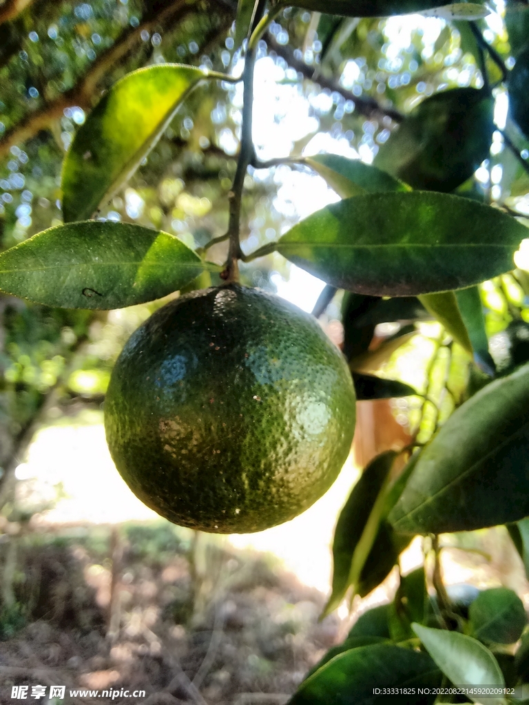 柠檬
