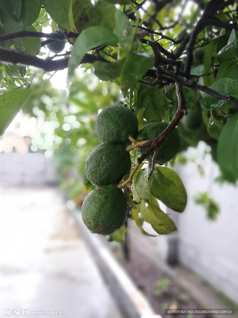 柠檬