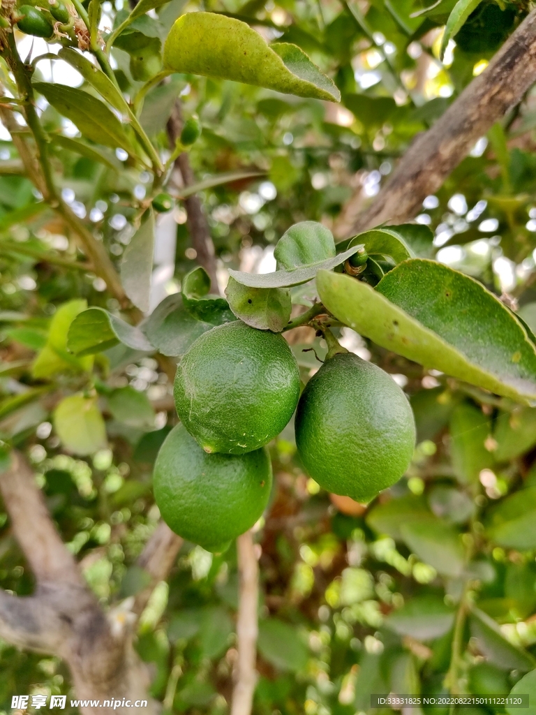柠檬