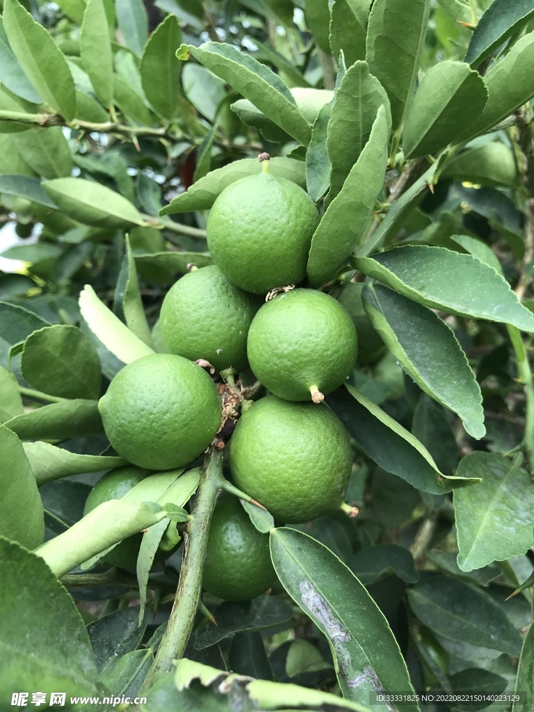 柠檬