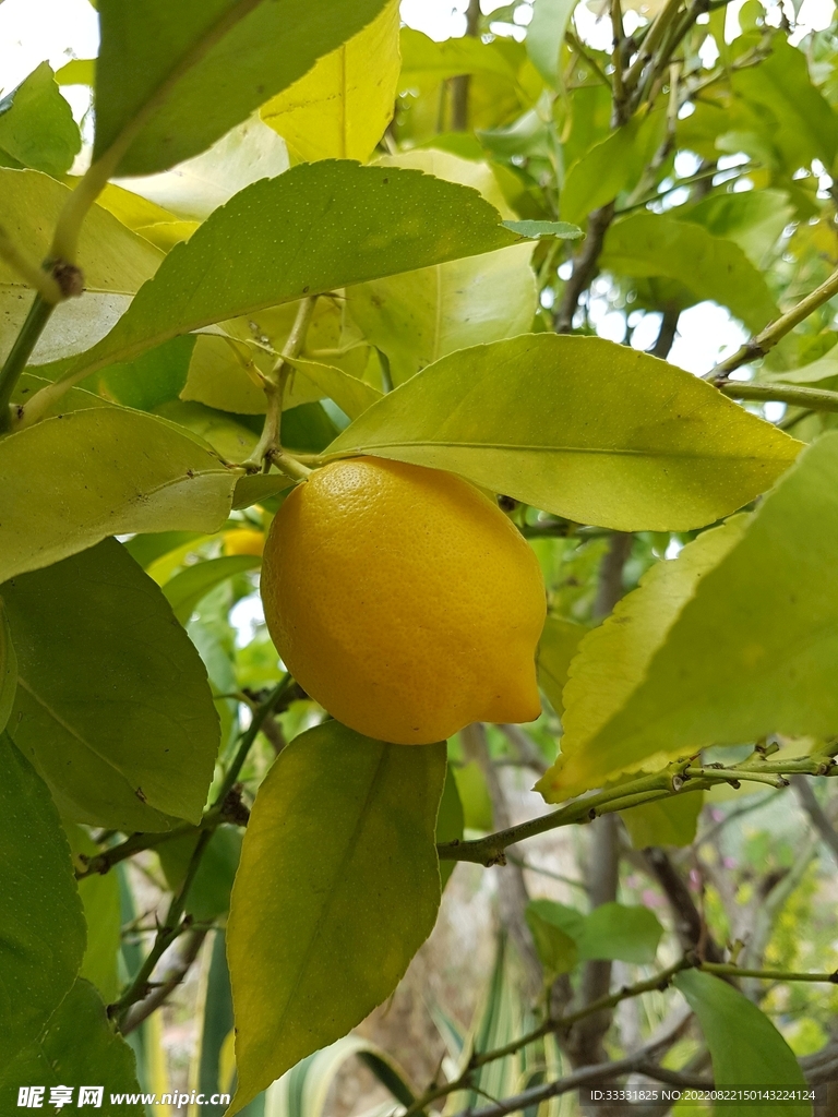 柠檬