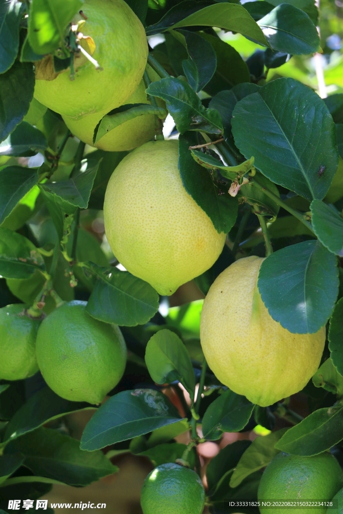 柠檬