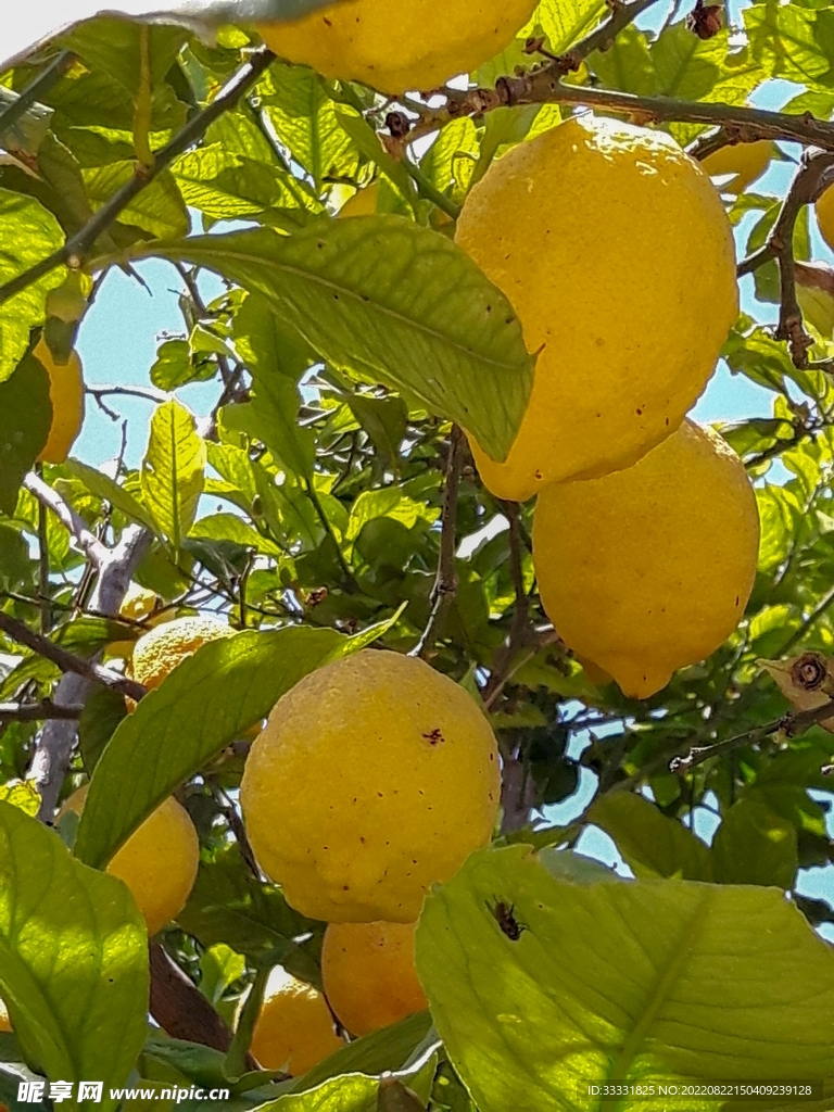 柠檬