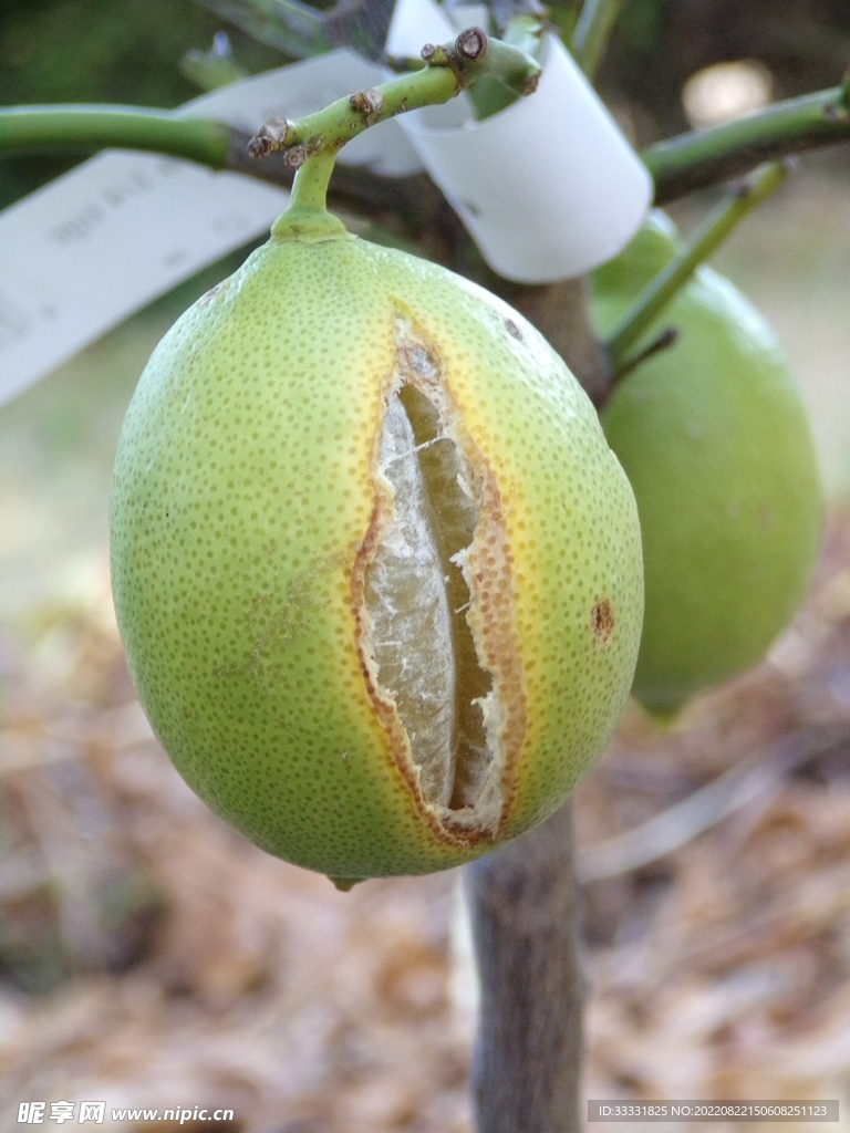 柠檬