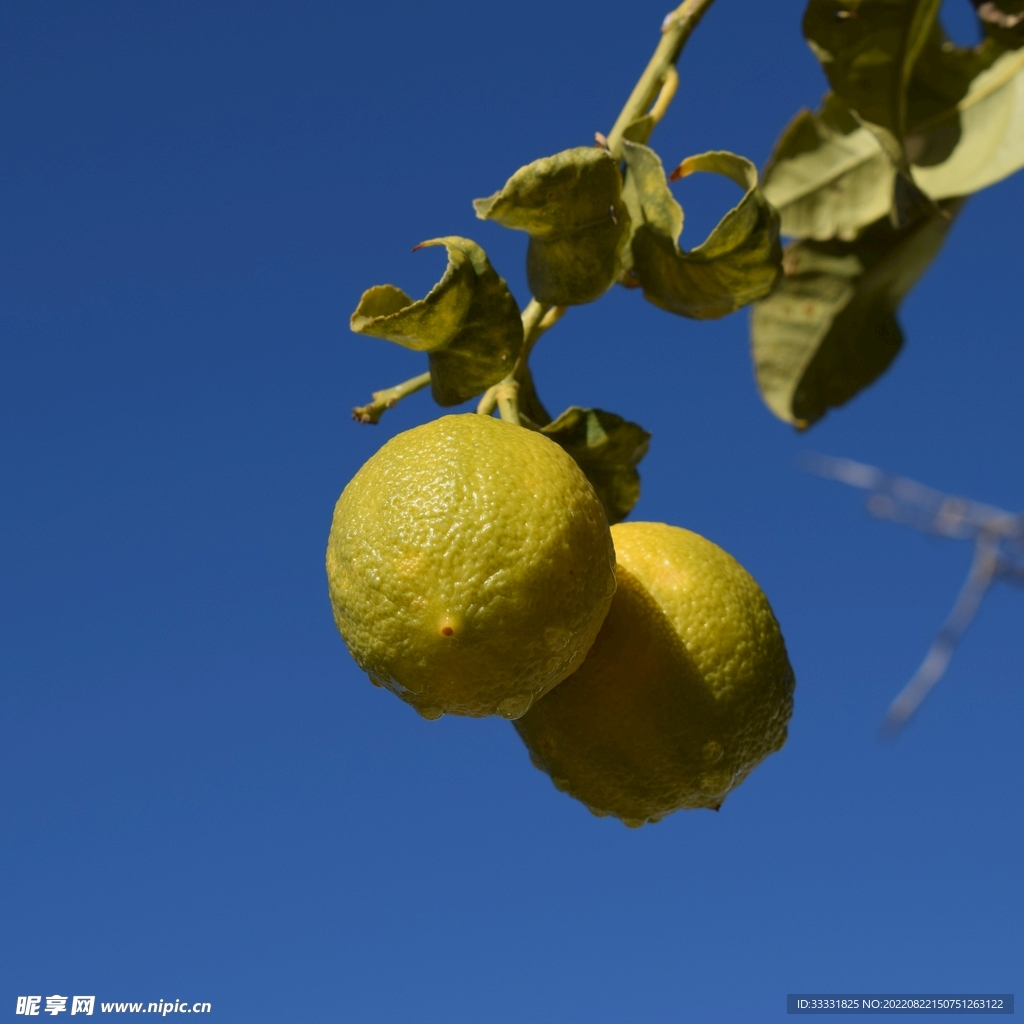 柠檬