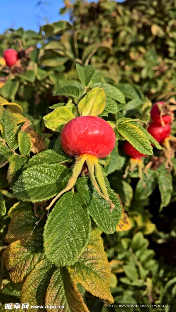 苹果