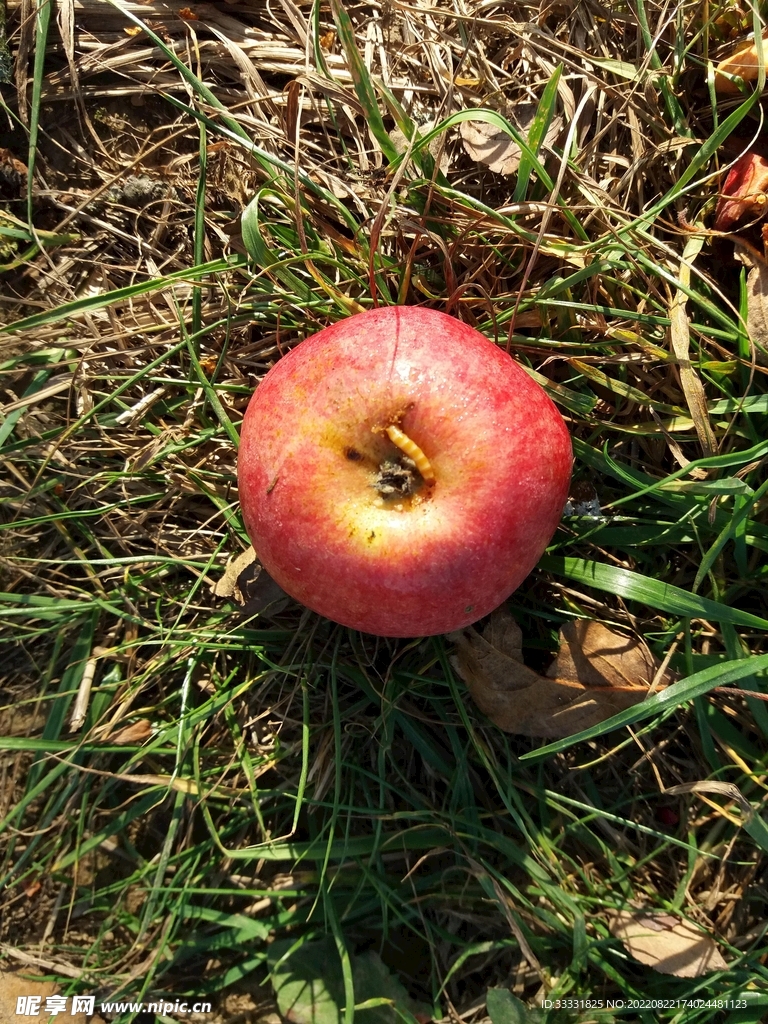 苹果