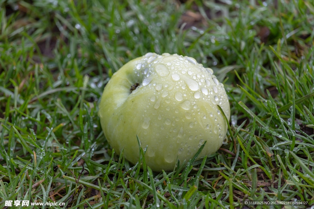 苹果