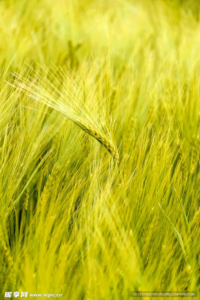 小麦