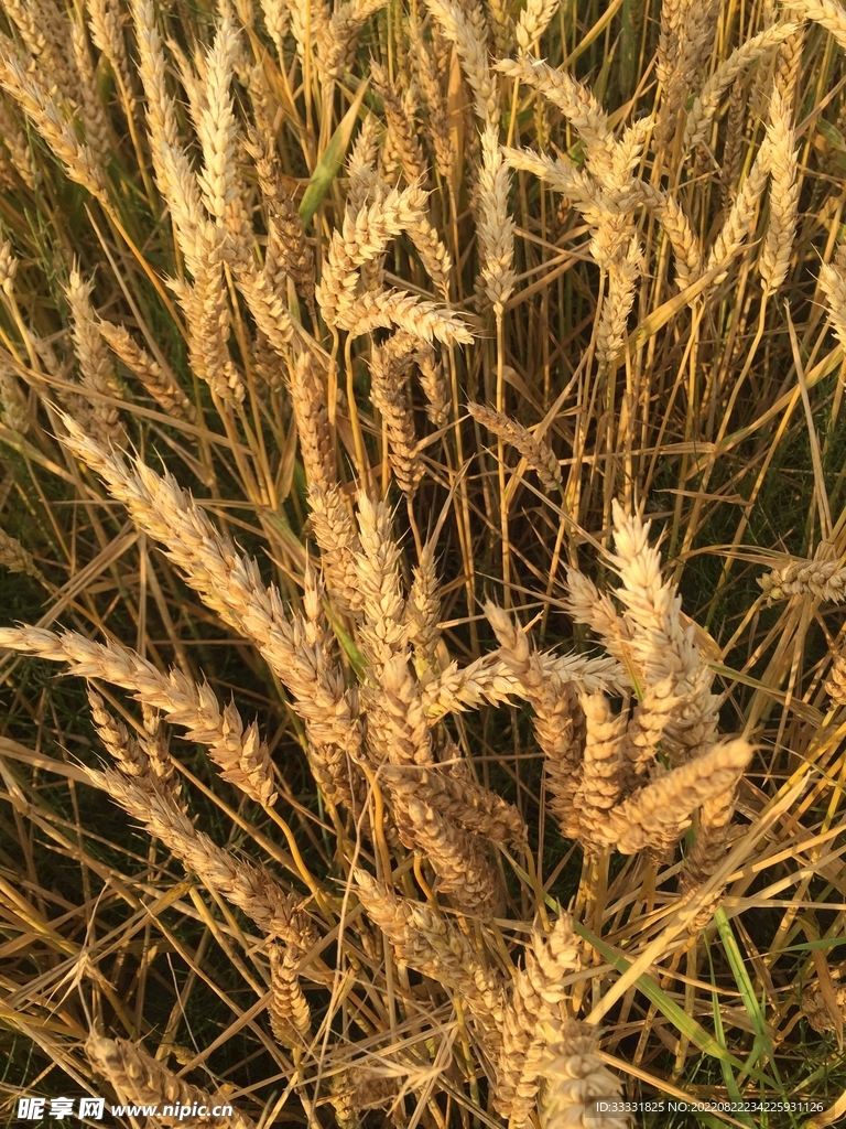 小麦