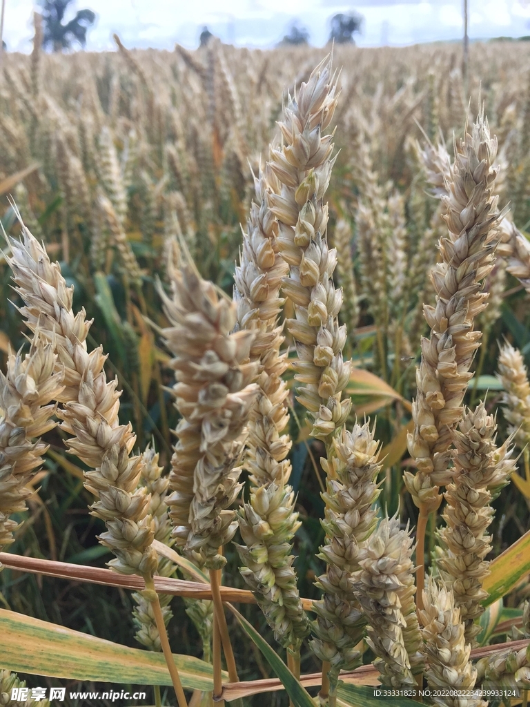 小麦