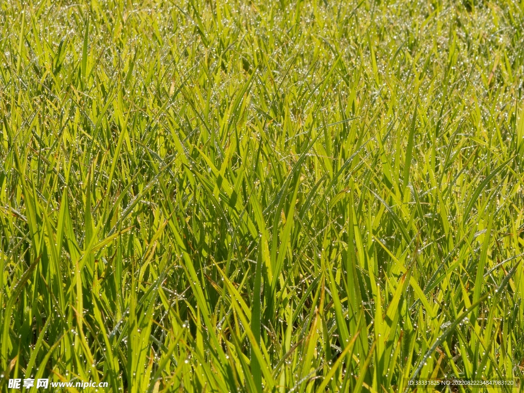 小麦