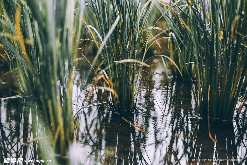 小麦