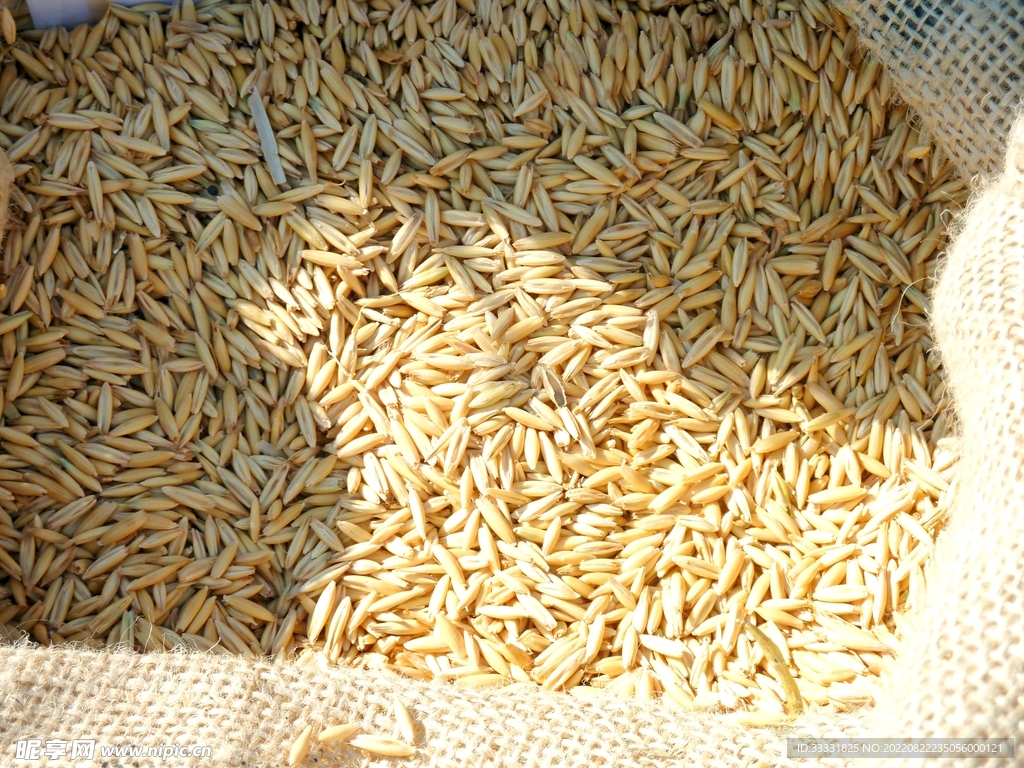 小麦