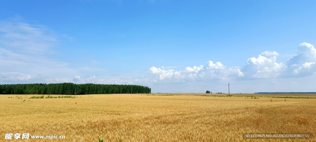 小麦