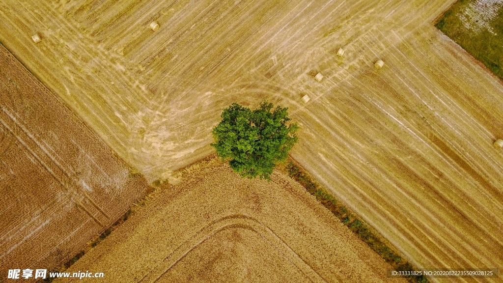 小麦