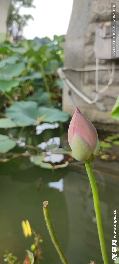 荷花