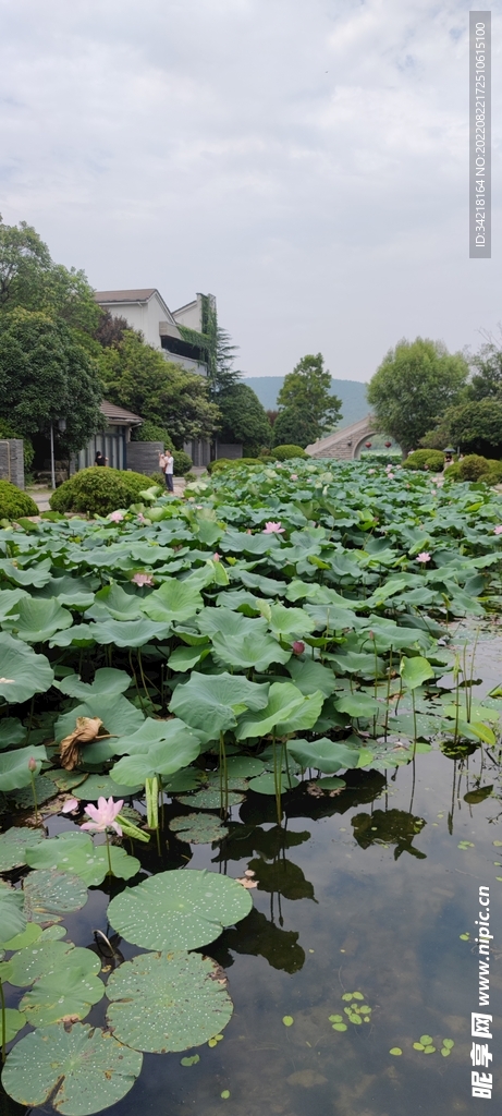 荷花