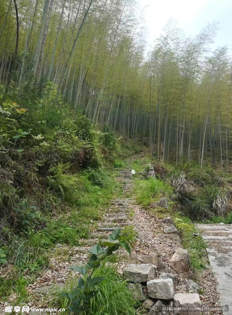 林间小路