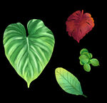 手绘热带植物绿植蕉叶元素
