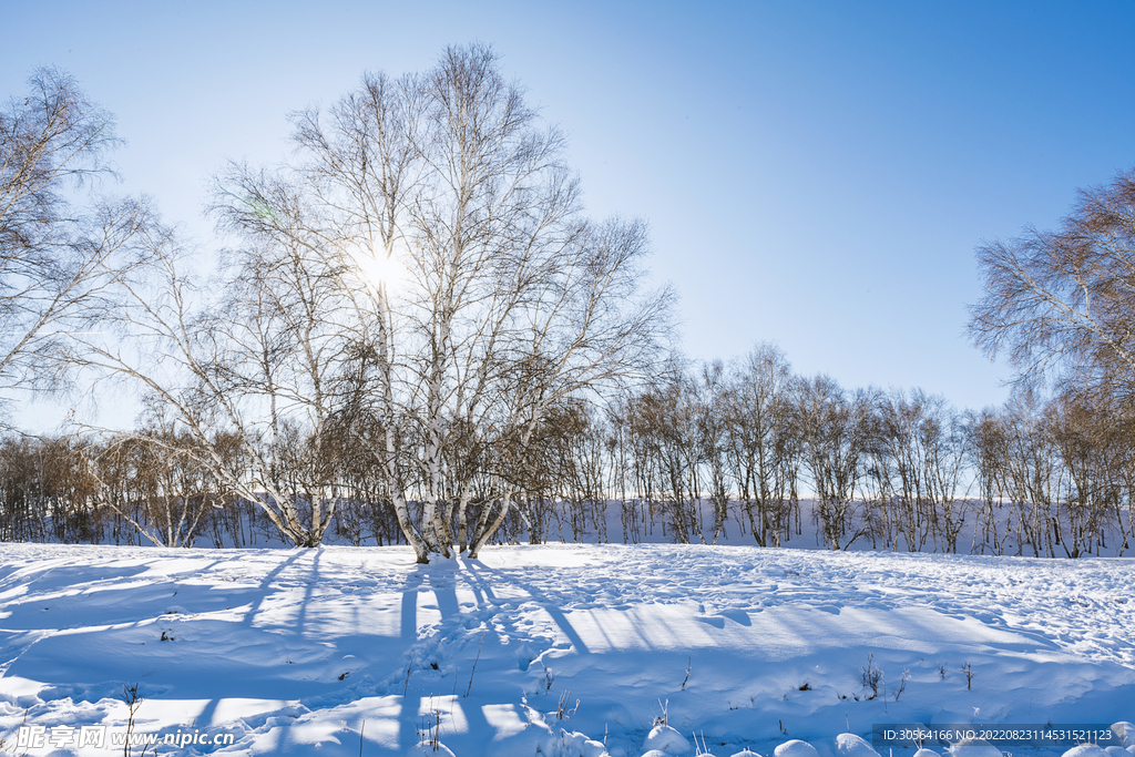 户外冬季雪地树木