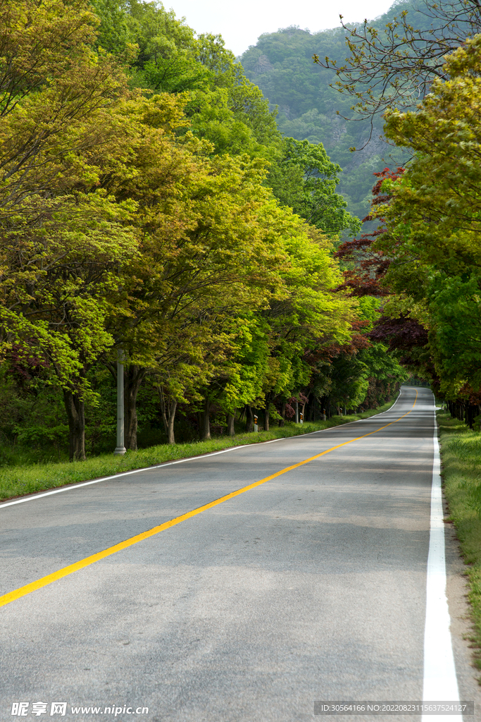 道路公路树木