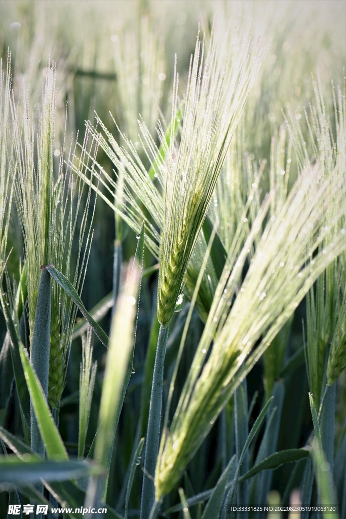 小麦