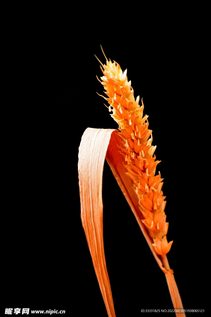小麦