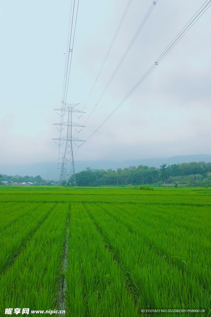 小麦