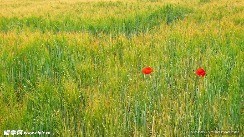小麦
