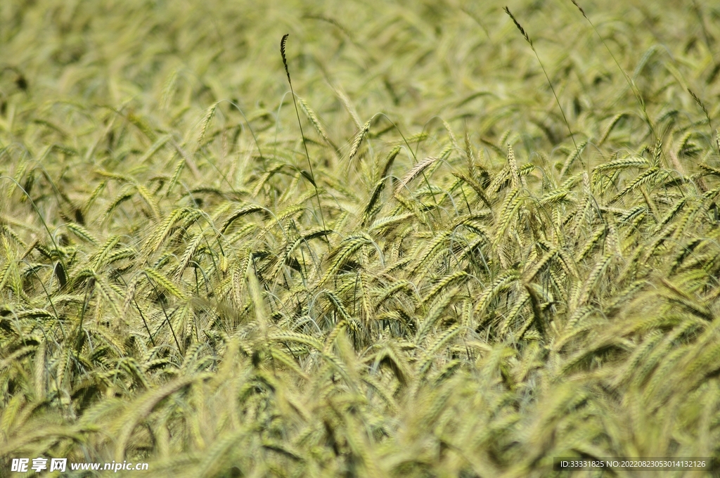 小麦