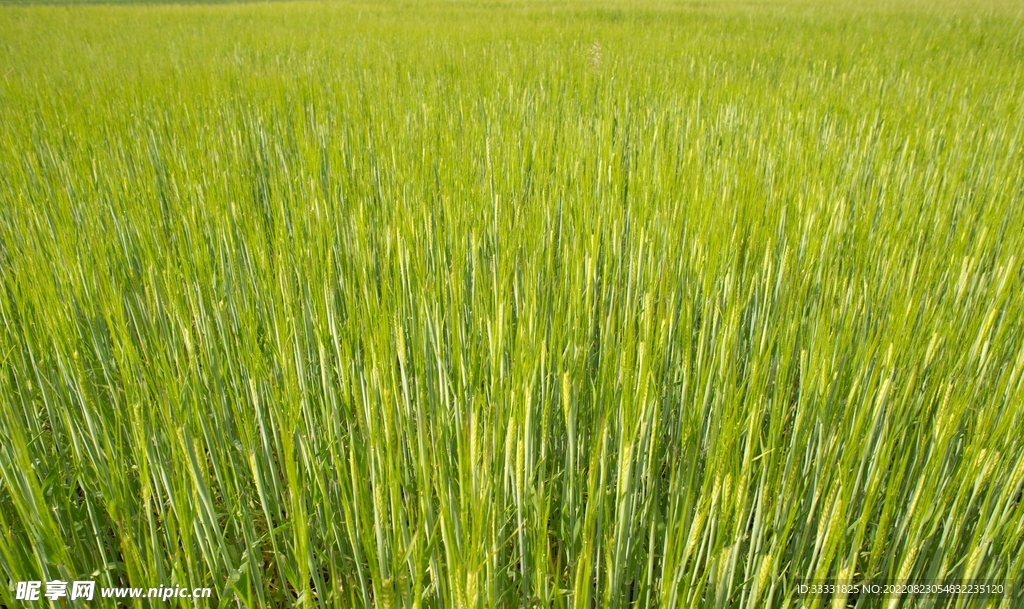 小麦