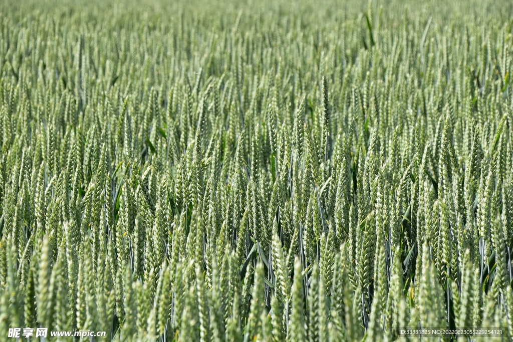 小麦